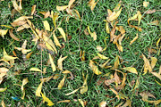 20 Grass Textures Background Pack, a Texture Graphic by TrueMitra Designs (Thumbnail 3 of 4)