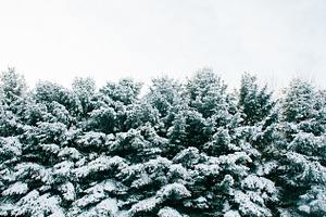 fresh snow on pines
