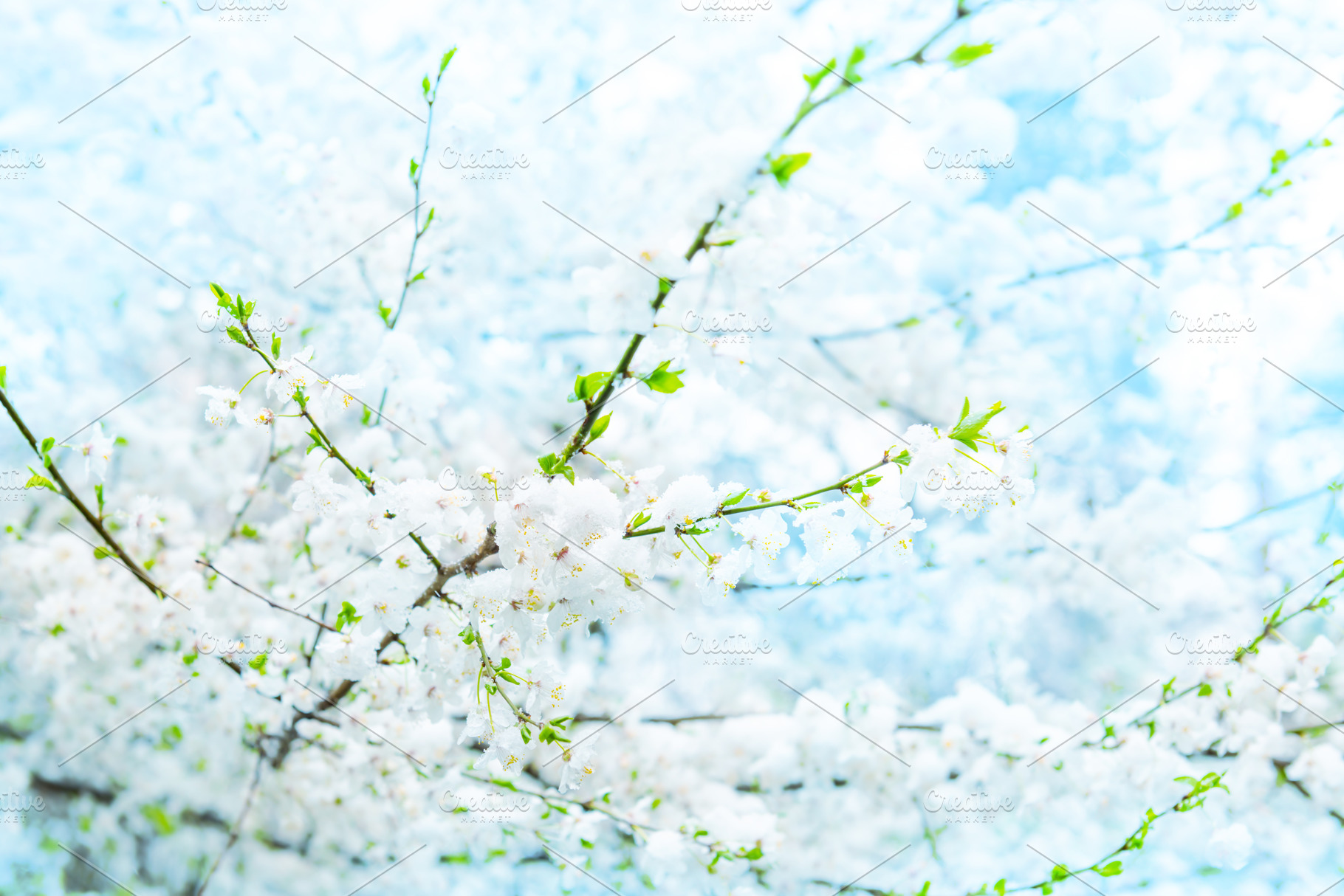 White flowers of branch cherry tree, a Business Photo by Vapi