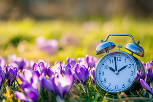 Blooming crocuses signal springtime, a Photo by Pavel_design