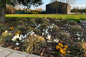 Beautiful spring crocuses blossoming in a green garden landscape, a Photo by AS photostudio