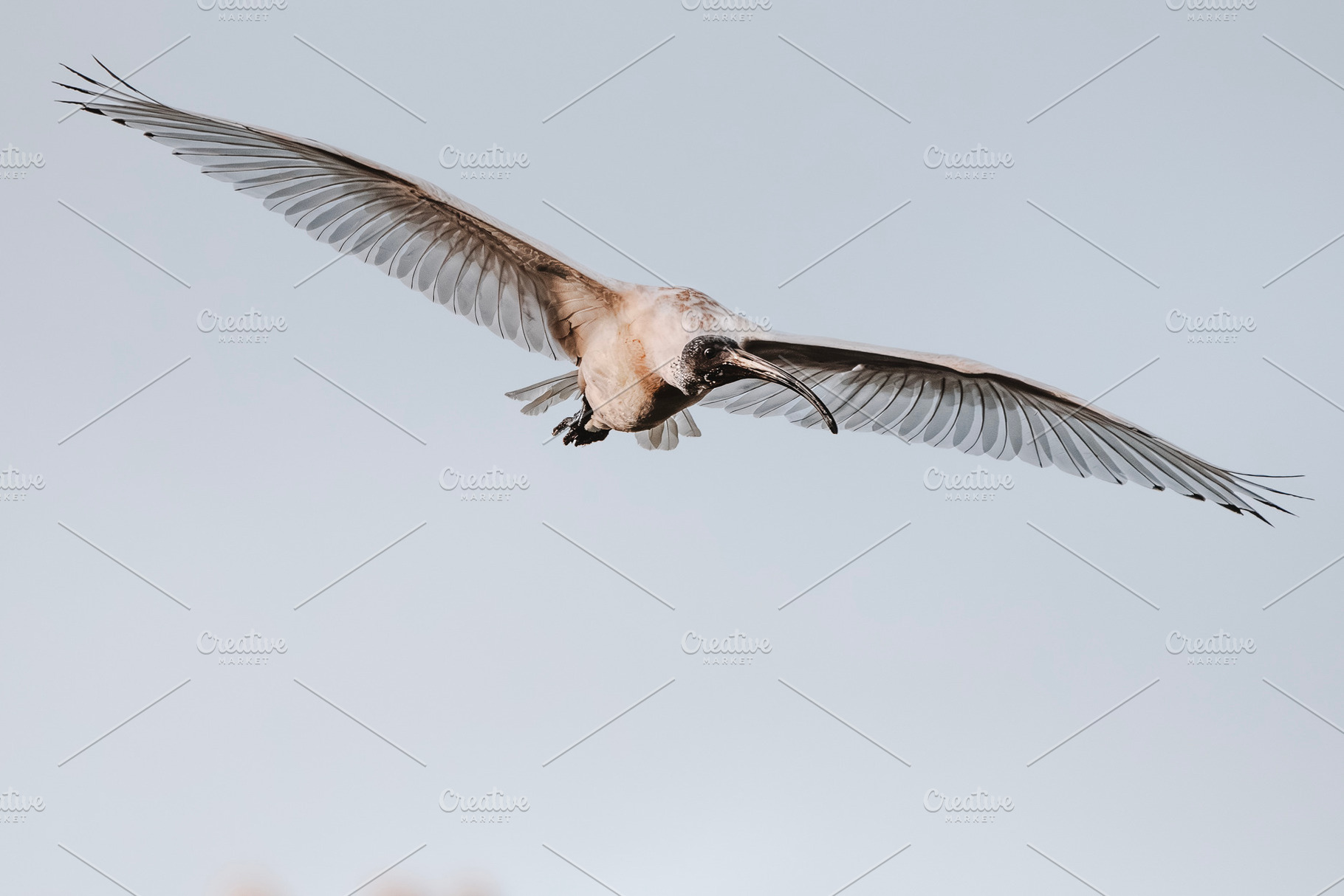 Australian White Ibis in flight, an Animal Photo by Rob D Animal Photography