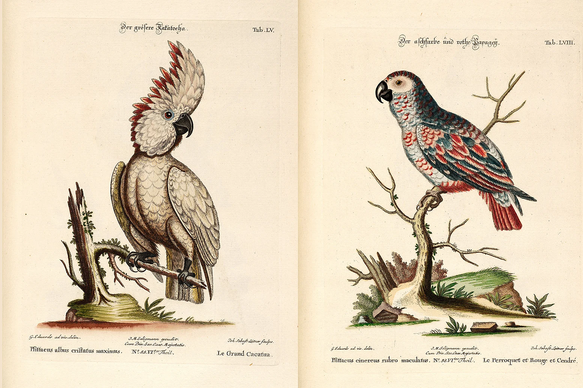 100+ Johann Michael Seligmann, an Animal Illustration by Digital Museum (Photo 5 of 10)