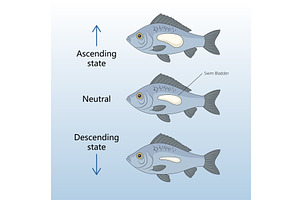 Fish buoyancy control via swim, an Animal Illustration by AlexArt
