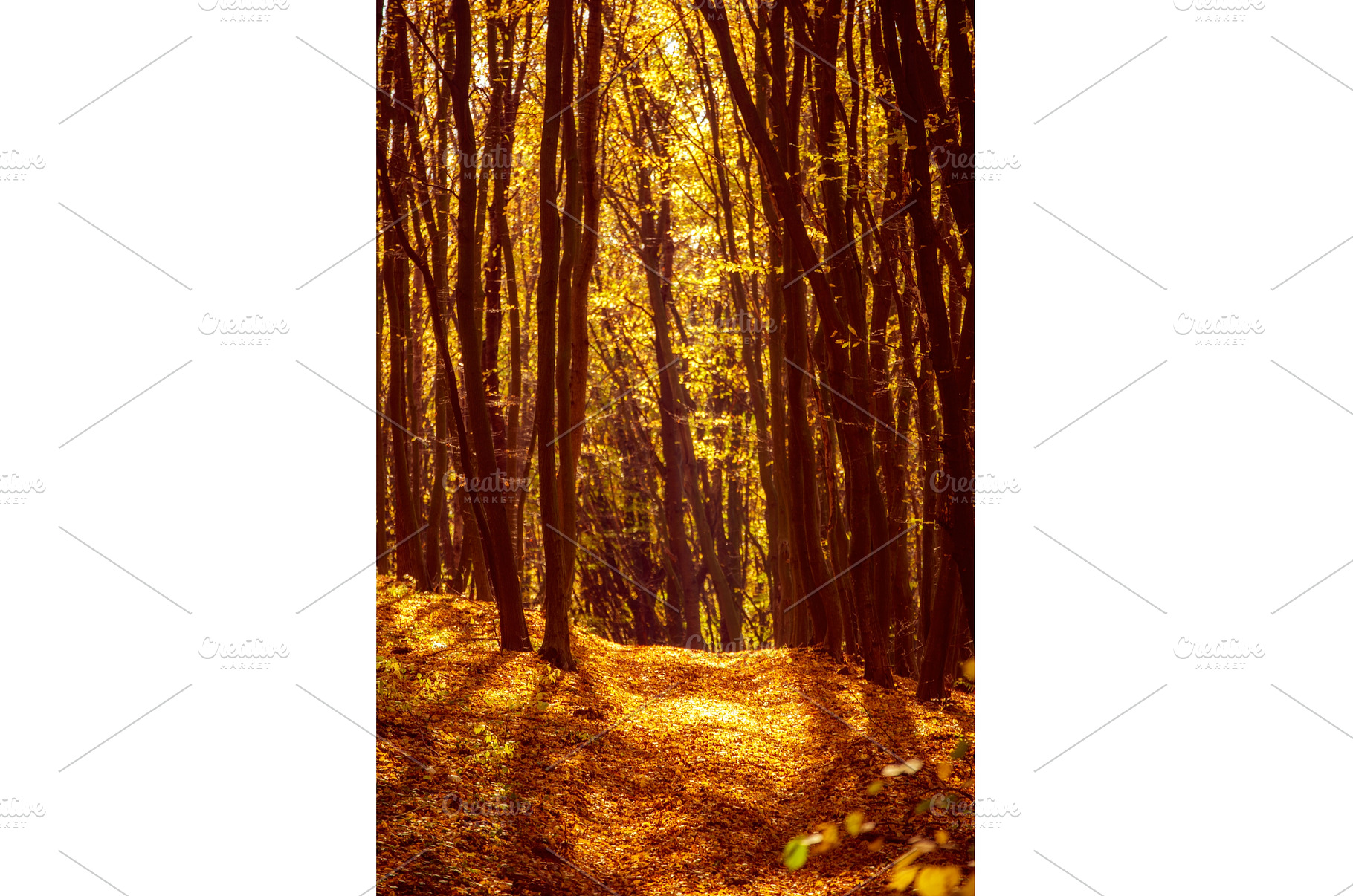 Middle of the autumn forest. Sun is, a Nature Photo by Nature and travel