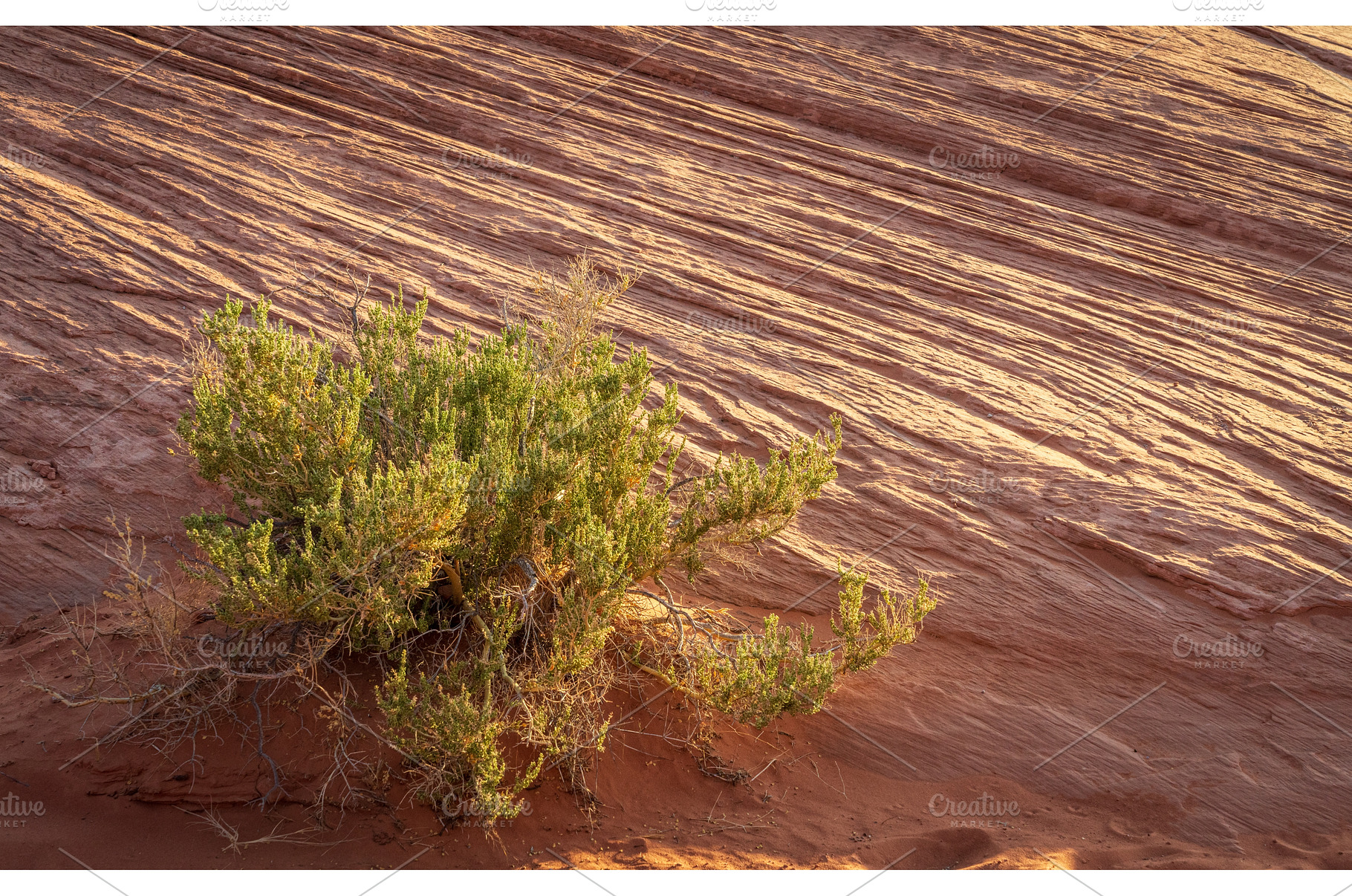 Detail of bush around Rainbow Vista, an Animal Photo by Backyard Stock