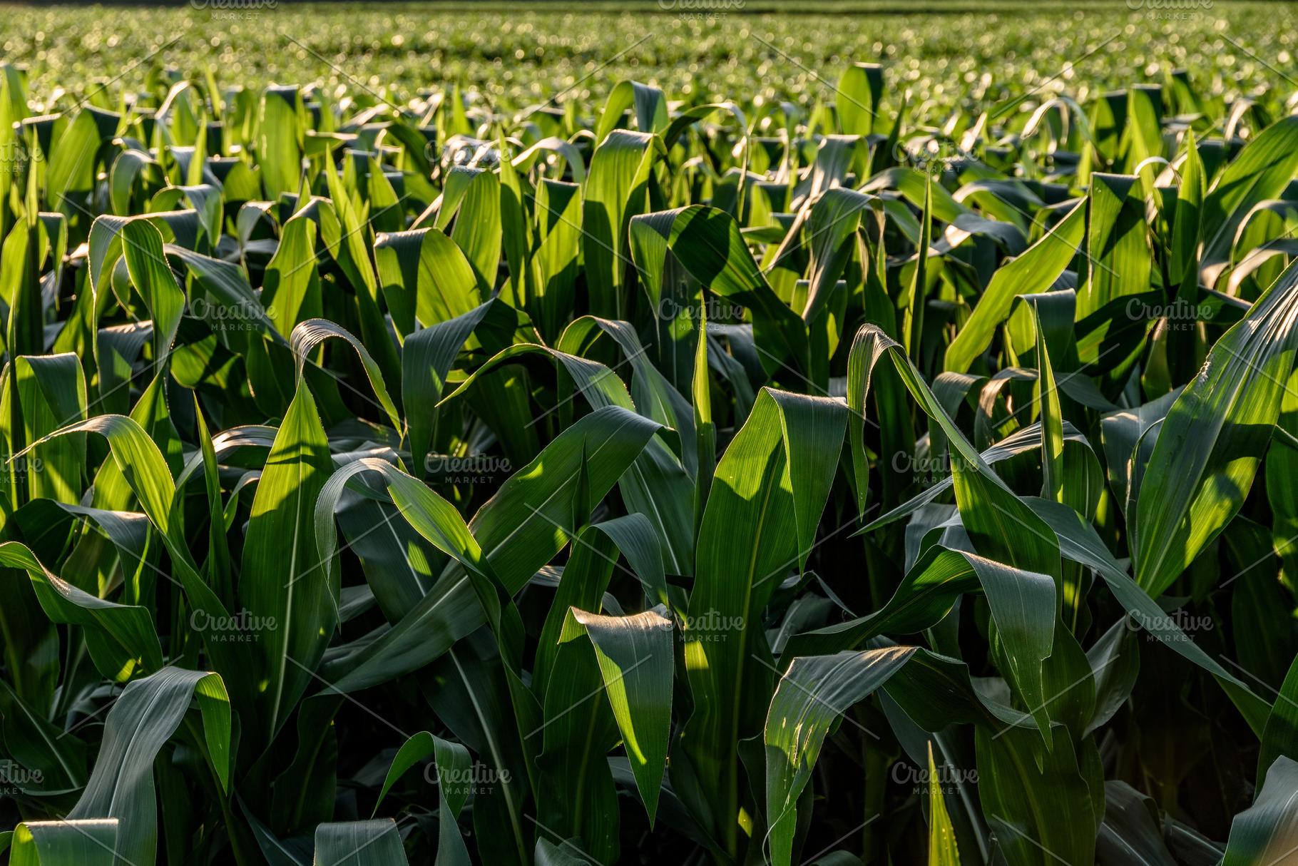 Field of corn in the sun countryside, a Nature Photo by MadPhotos