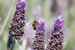Bees in lavender stock picture
