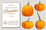 Orange Pumpkins - Realistic MockUps, an Object Graphic by Turning Moss (Thumbnail 1 of 2)