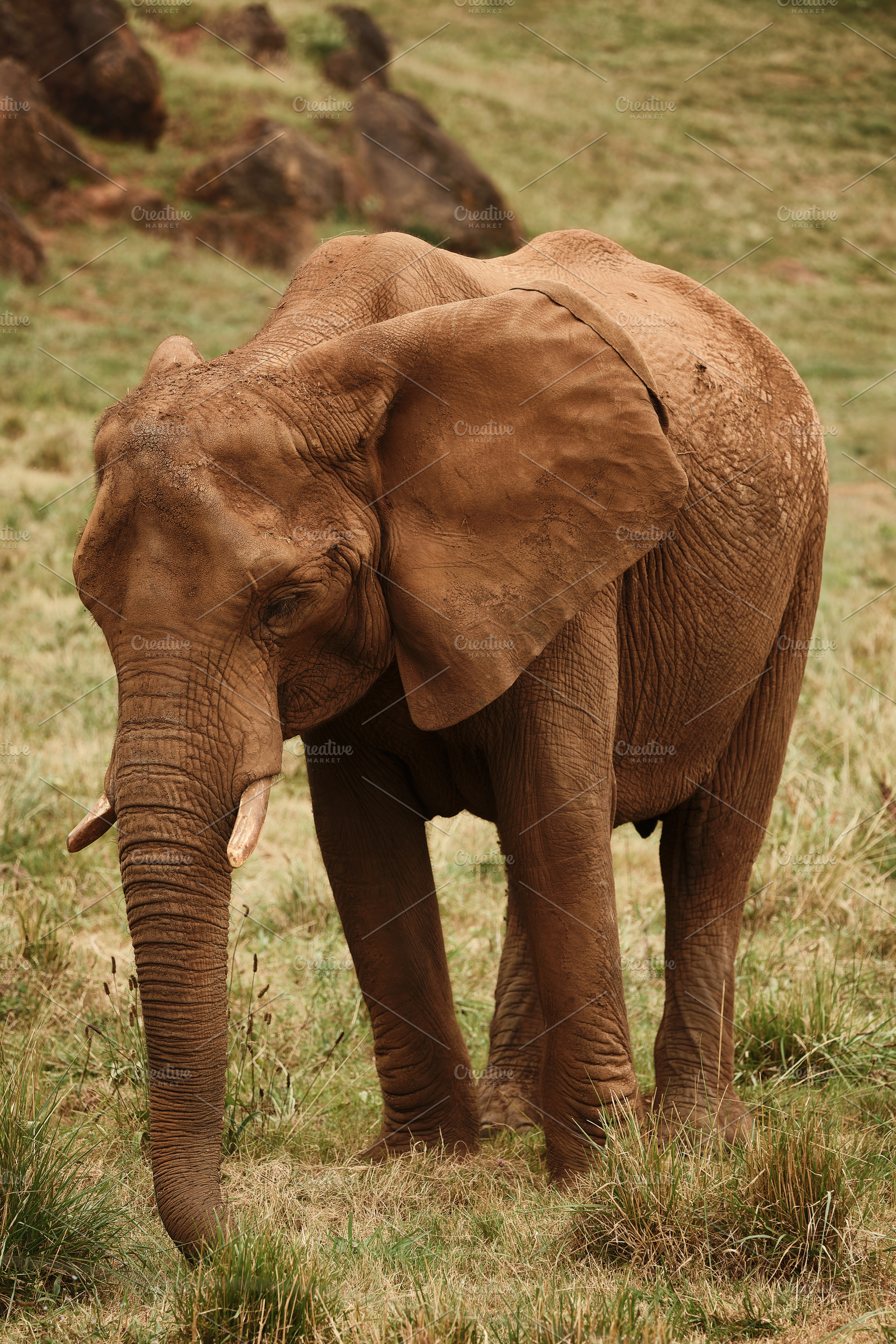 Solitary African Elephant in Natural, an Animal Photo by Perpis