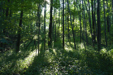 Forest Glow, a Nature Photo by Judy LaVerde Photography