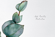 Watercolor eucalyptus leaves clipart, an Illustration by yana.fefelova (Thumbnail 5 of 5)