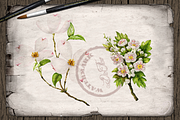 US State Flowers Part 1 Illustration, a Decorative Illustration by DioFlow (Thumbnail 2 of 4)