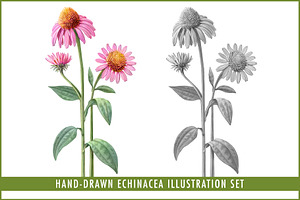 Echinacea Pencil Illustration Set