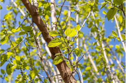 A beautiful mulberry tree with green