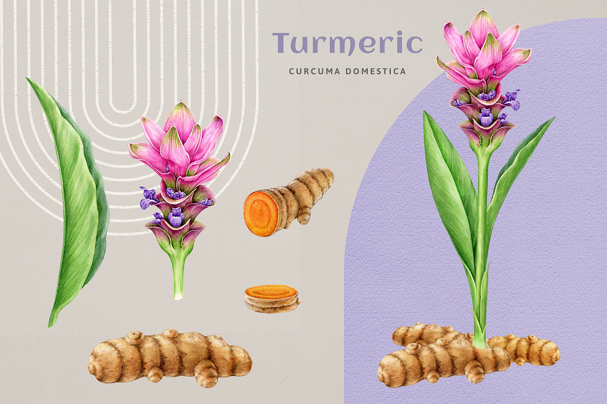 Adaptogenic Medicinal Plant Clipart, a Healthcare Illustration by AnitaPol (Photo 12 of 24)
