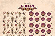 Shells, an Animal Illustration by Ink Stories (Thumbnail 21 of 21)