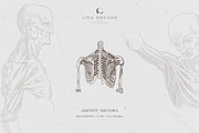 LEONARDO DA VINCI ANATOMY SKETCHES, an Illustration by Luna Dreams (Thumbnail 1 of 6)