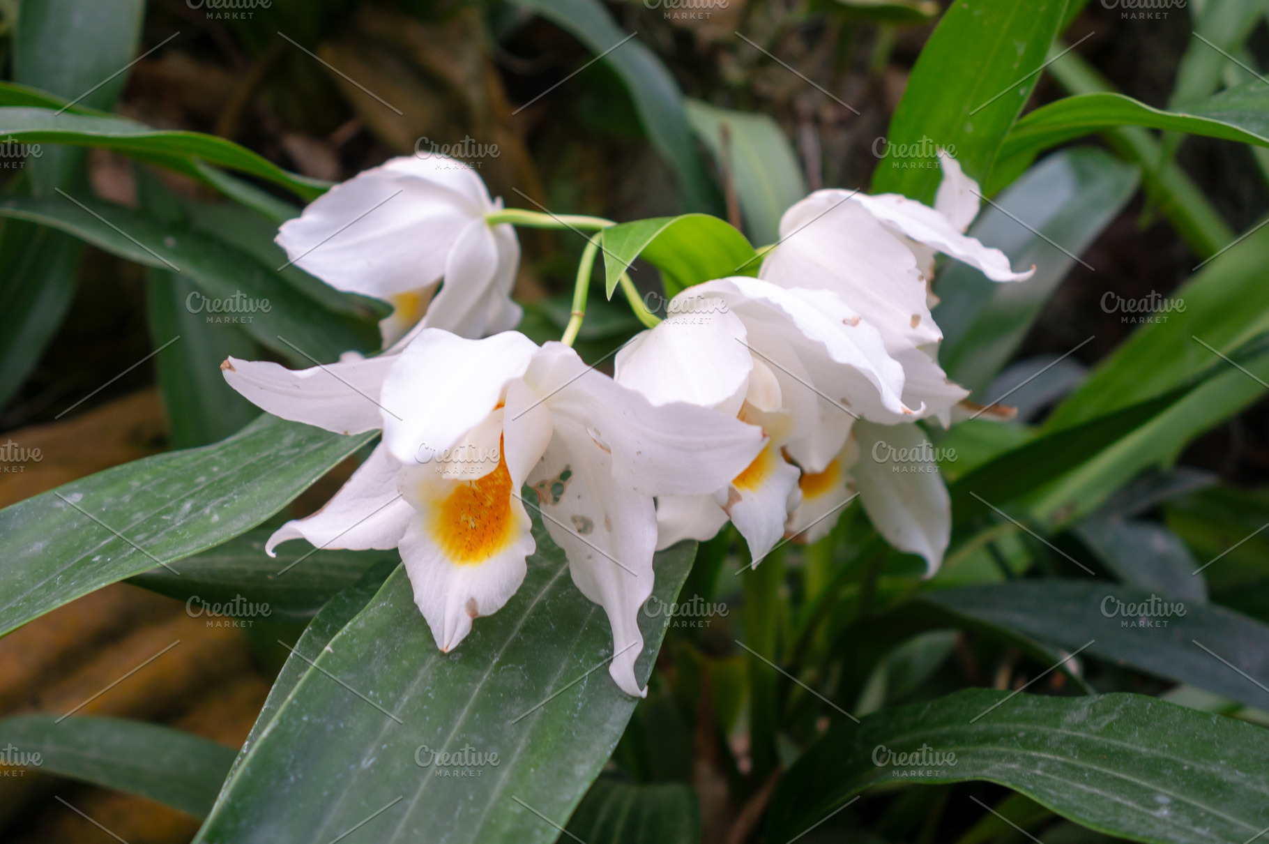 Elegant white Coelogyne orchids with yellow centers and lush gre, a Nature Photo by GoodGoods