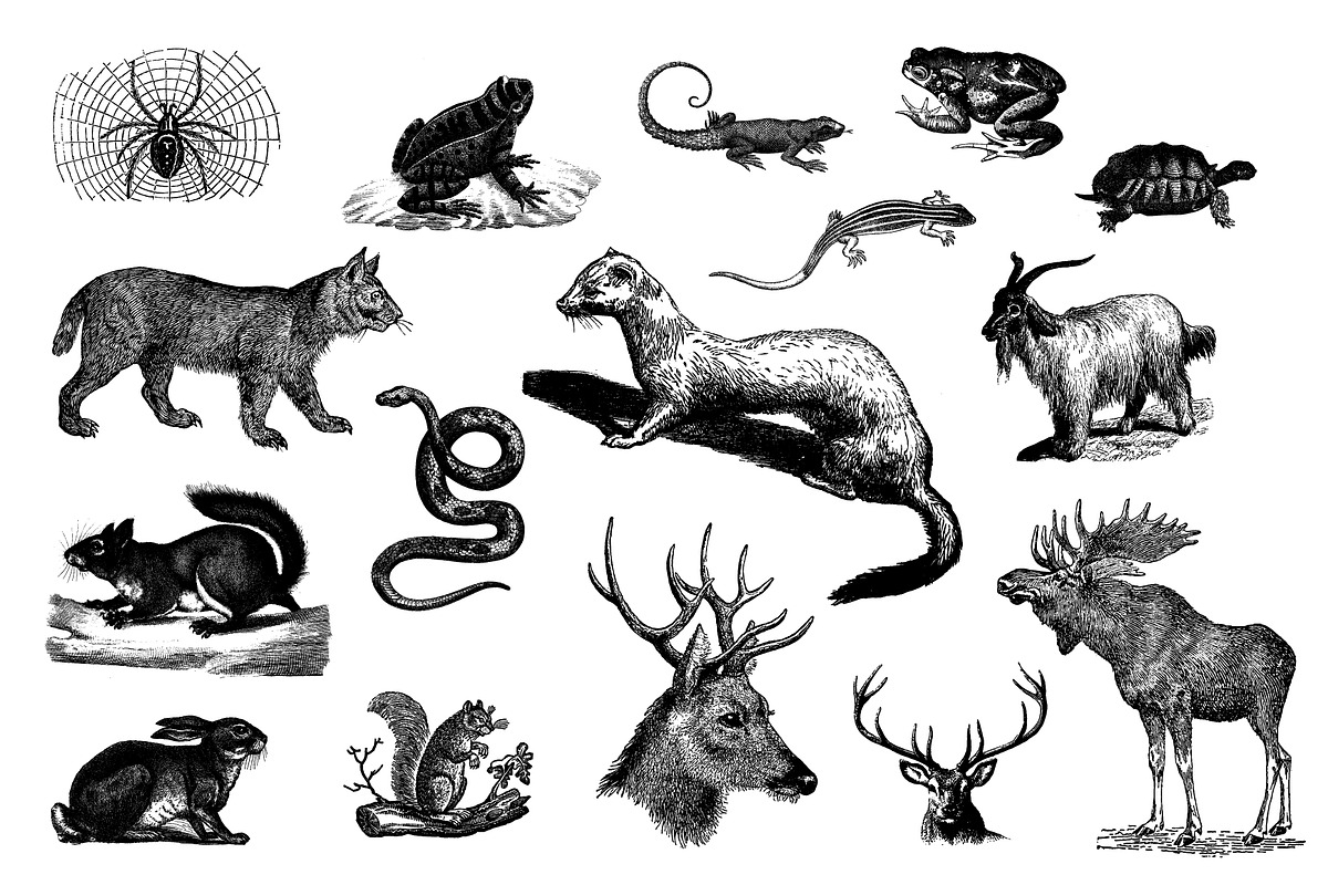 Animals Vector Vintage Illustrotions, an Animal Illustration by hypegraphic (Photo 3 of 5)