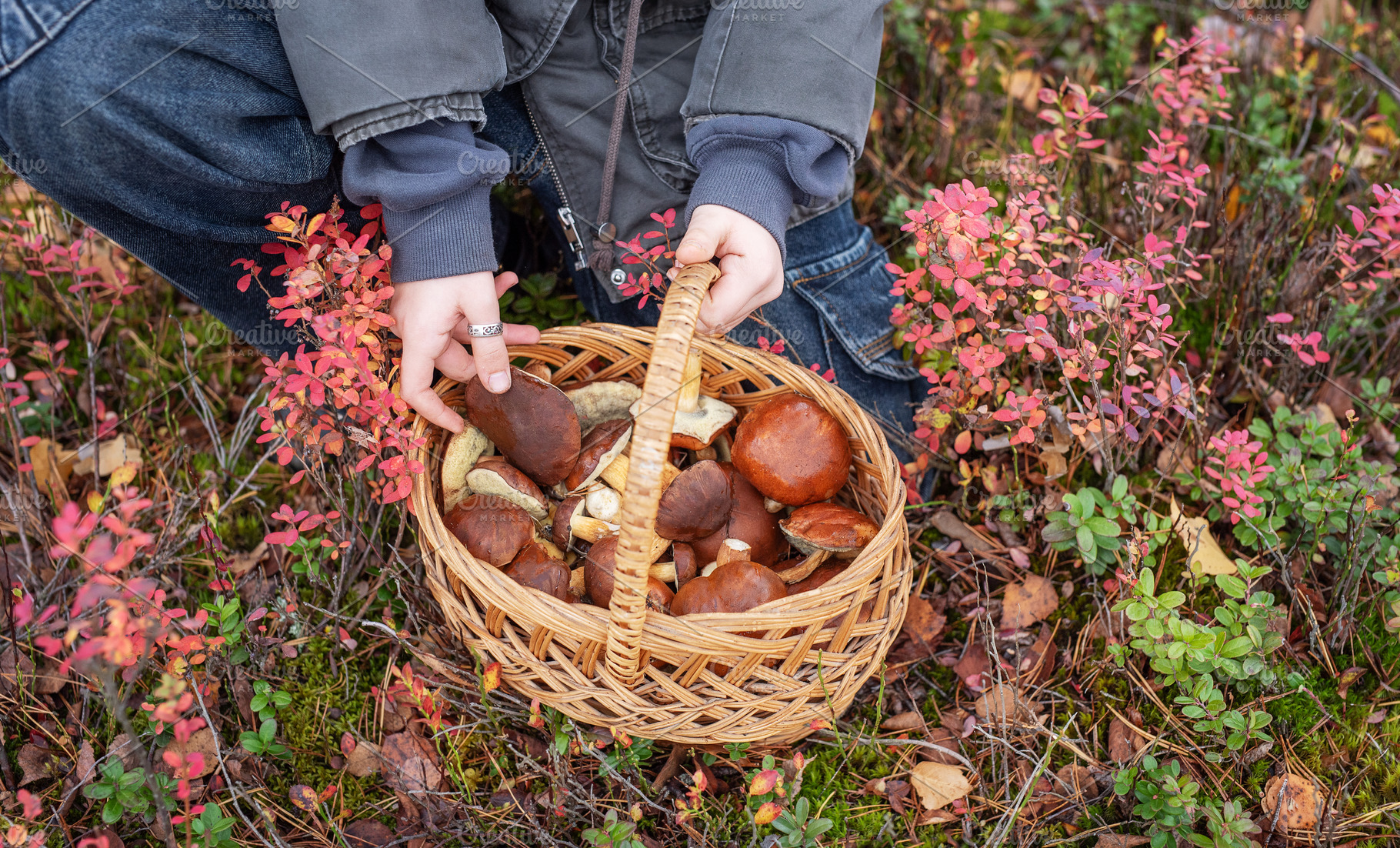 Person holding full basket of wild mushrooms in autumn forest, a Food & Drink Photo by Olena Rudo