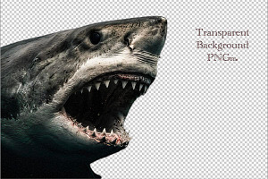 shark with mouth open png, an Animal Photo by VetalStock
