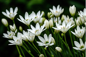 Close-up of blooming white flowers, a Nature Photo by Sergey Kotenev