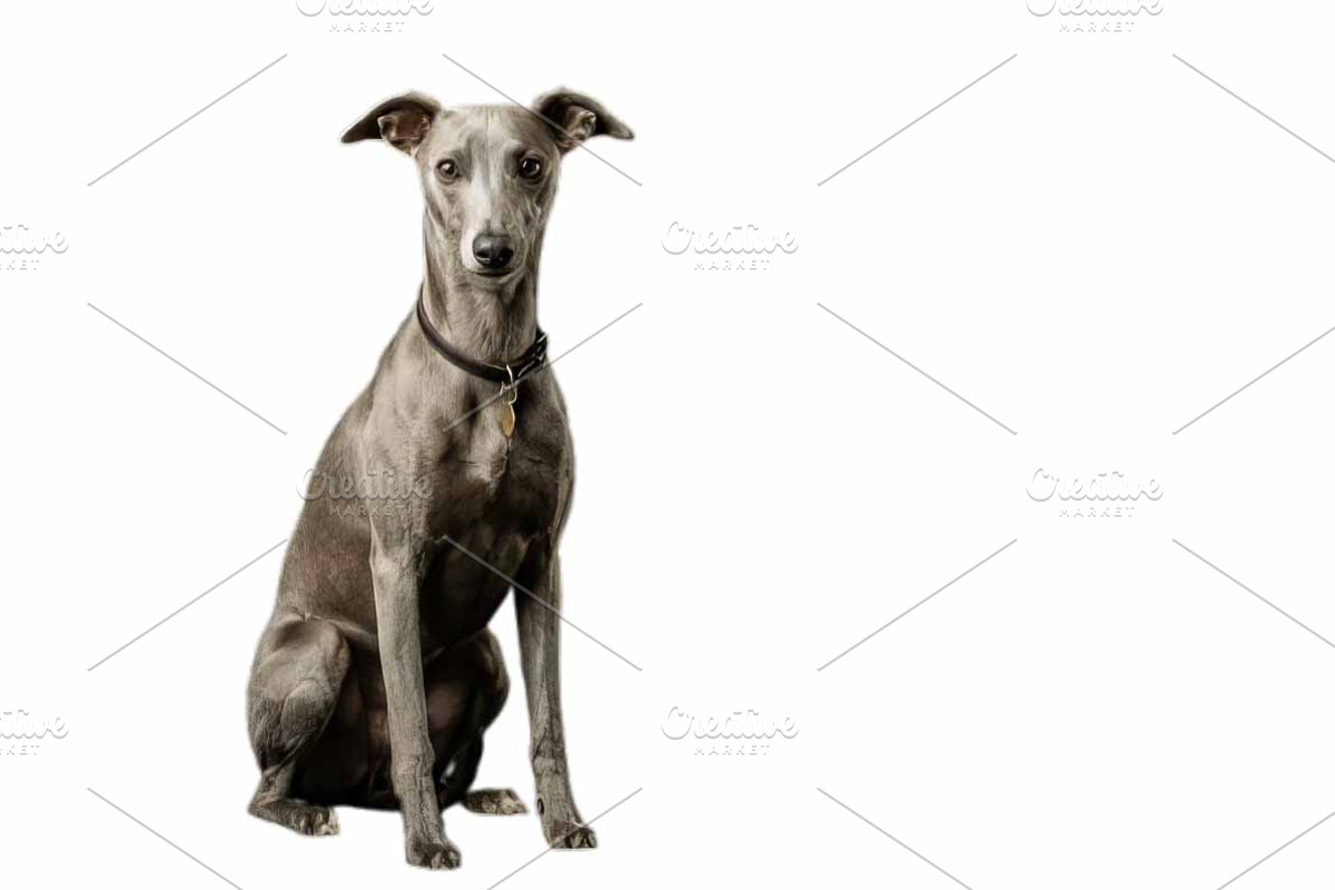 Grey Whippet Dog Portrait, an Animal Photo by VetalStock (Photo 2 of 2)