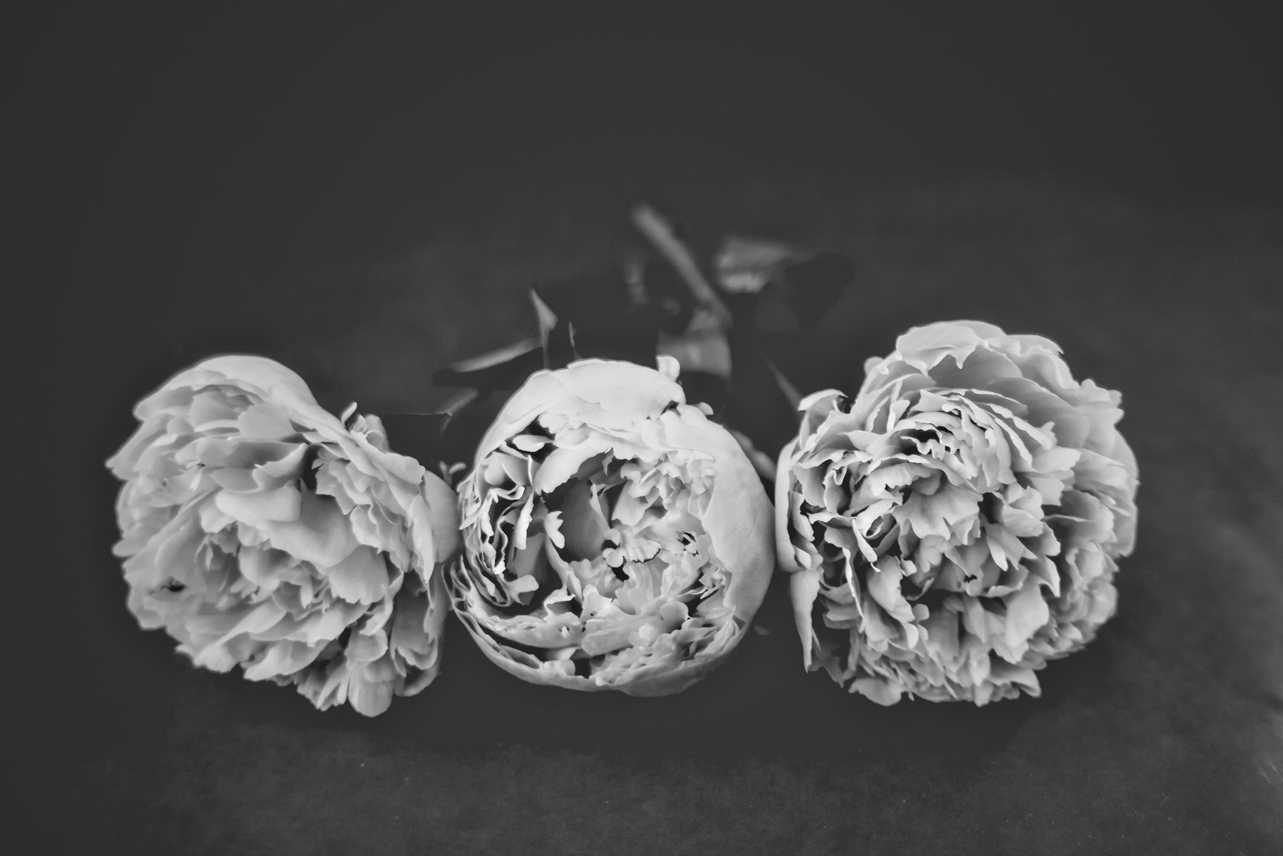 Black and White Peonies, a Nature Photo by Jessica Torres