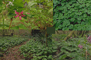 20 Pacific Northwest Forest Images, a Templates & Theme by Creatively Happy Studio (Thumbnail 4 of 4)