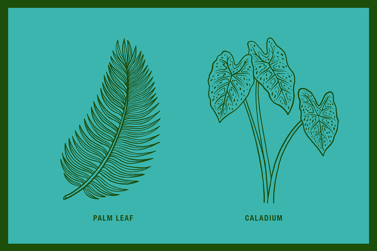 Vintage Tropical Flora Illustrations, an Object Illustration by Jaclyn Caris (Photo 9 of 15)