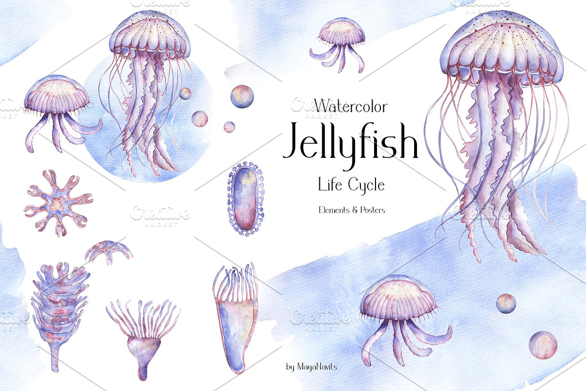 Watercolor Jellyfish Life Cycle Set, an Education Illustration by MayaNavits (Photo 1 of 6)