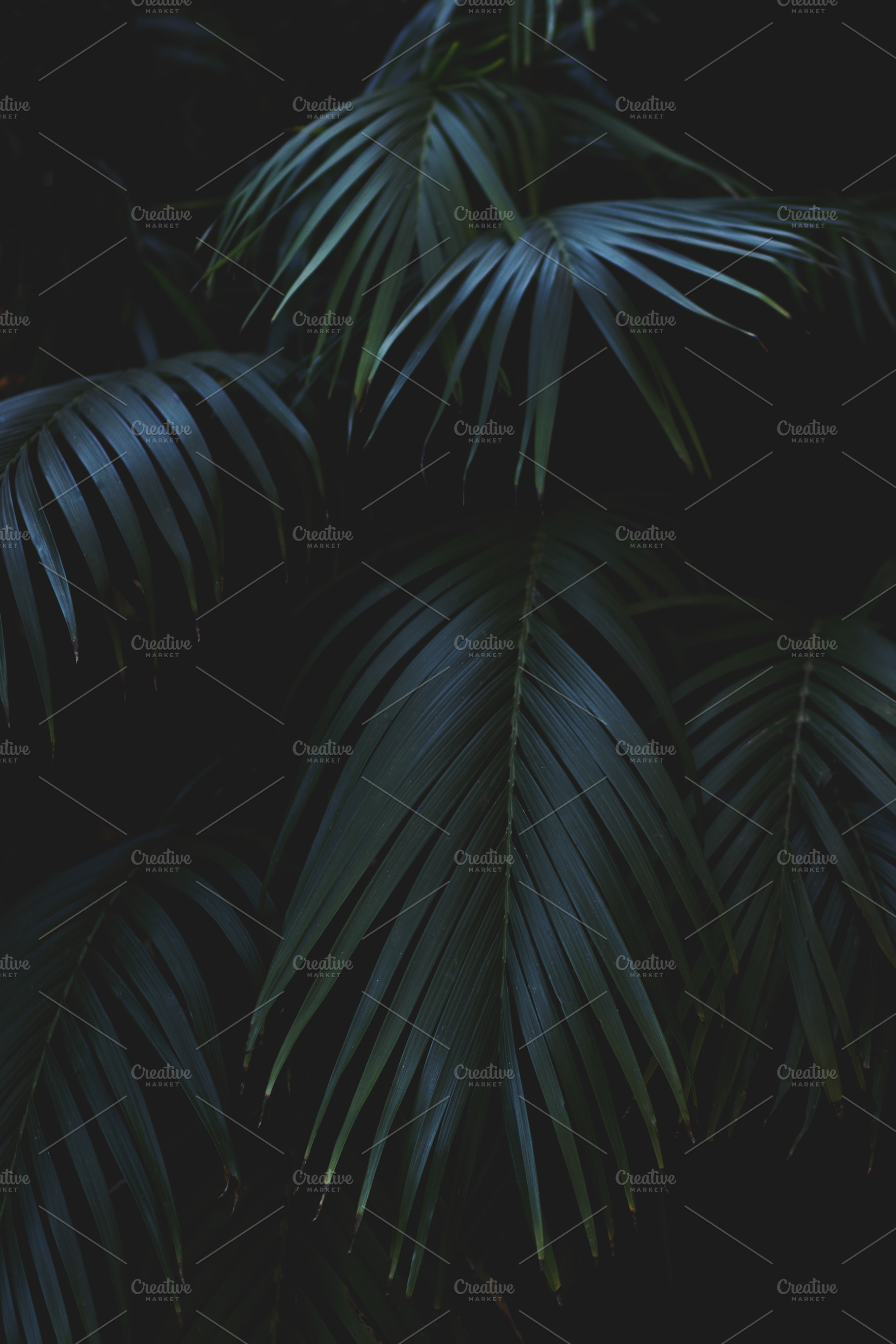 Moody Tropical Palm Leaves Photo, a Nature Photo by René Jordaan Photography