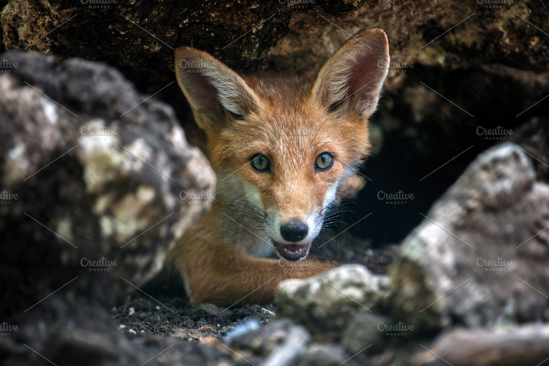 Red fox, vulpes vulpes in forest. Wild animal in natural environ, an Animal Photo by Byrdyak