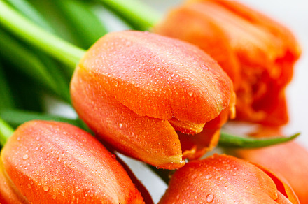 Vibrant orange tulips with dewdrops
