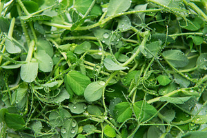 Pea sprouts covered in water drops for fresh raw microgreen food, a Food & Drink Photo by Olena Rudo
