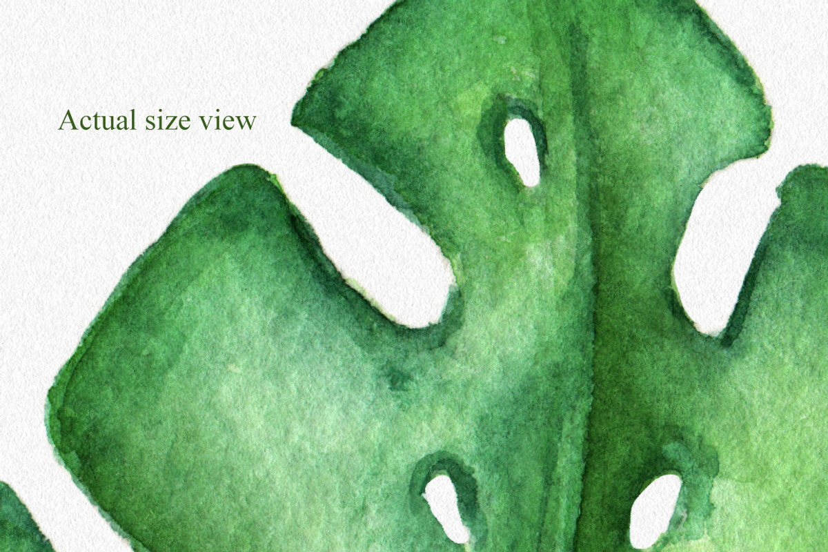 Watercolor Tropical Leaves, a Decorative Illustration by Chelovector (Photo 4 of 5)