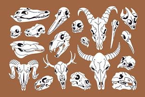 Different animals skulls, bones set, an Animal Illustration by PaperTrident
