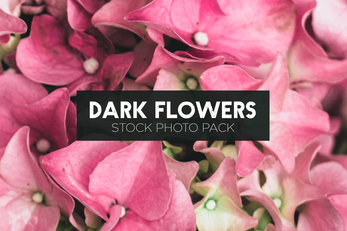 Dark Flowers - Stock Photos, a Nature Photo by outlinez (Photo 8 of 8)