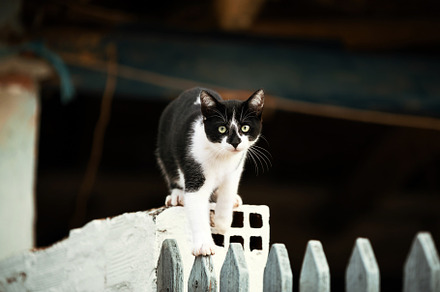common black and white cat looking s, an Animal Photo by Perpis