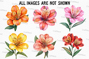 Alstroemeria Flower Watercolor PNG, an Illustration by Craft Nest (Thumbnail 4 of 6)