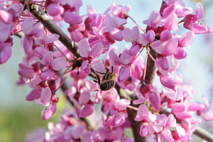 Honeybee gathering nectar on a blooming pink cercis branch in sp, a Nature Photo by ndanko