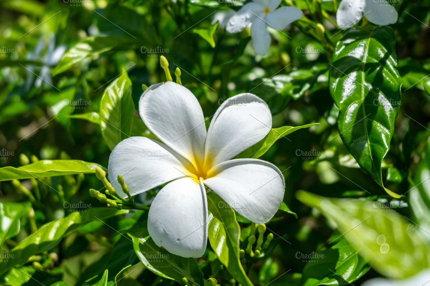 Frangipani Flower on Tahaa Island, French Polynesia, a Photo by GoodGoods