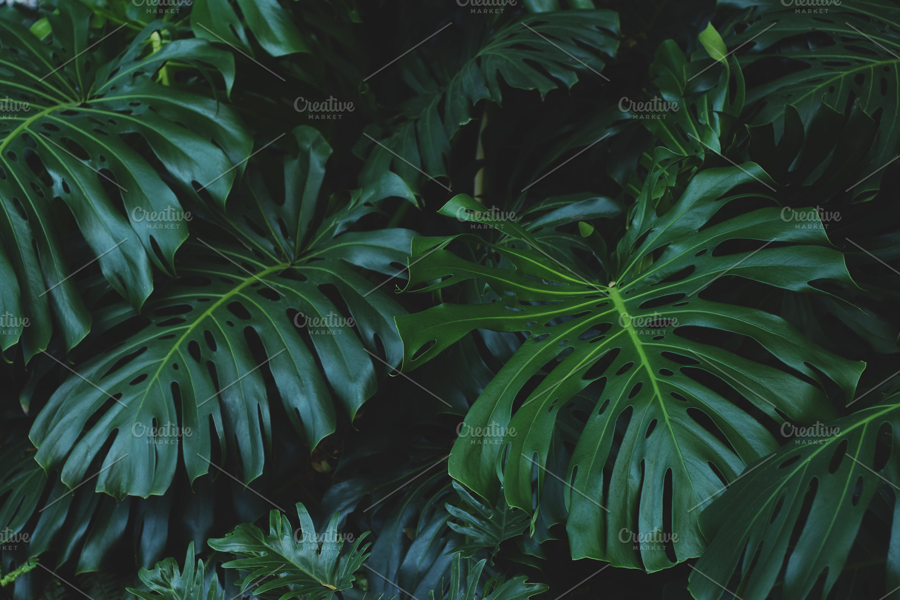 Moody Dark Monstera Leaves Photo, a Nature Photo by René Jordaan Photography