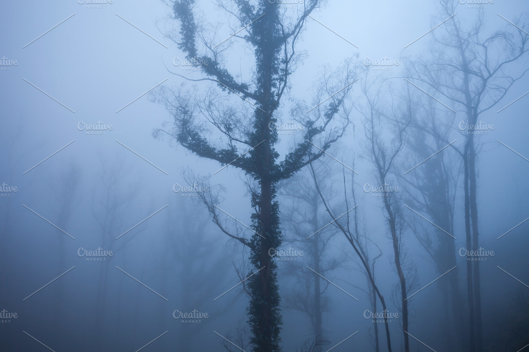 Trees in the fog, a Photo by saiko3p
