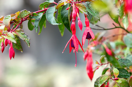 Raindrops on fuchsia red flowers and, a Nature Photo by Perpis