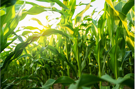 Sunlight glowing through dense corn