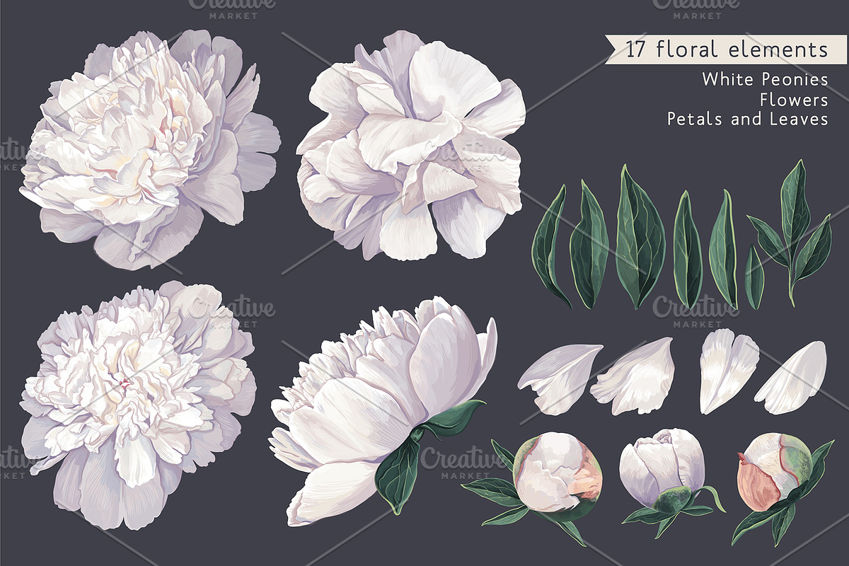 White Realistic Peonies Set, a Decorative Illustration by MarynaPetrovska (Photo 3 of 16)