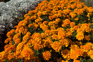 Orange Marigold Flowers