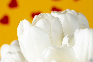 red hearts and white tulip flowers pasted on yellow paper, closeup, a Photo by rsoollAI